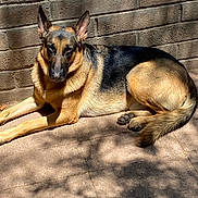Waylon joined the competition — help win amazing prizes! dog, german_shepherd, animal, pet, outdoor, sunlight, shadow, brick_wall, canine, lying_down, fur, ears, alert, relaxed, pavement, daylight, mammal, companion, nature, portrait