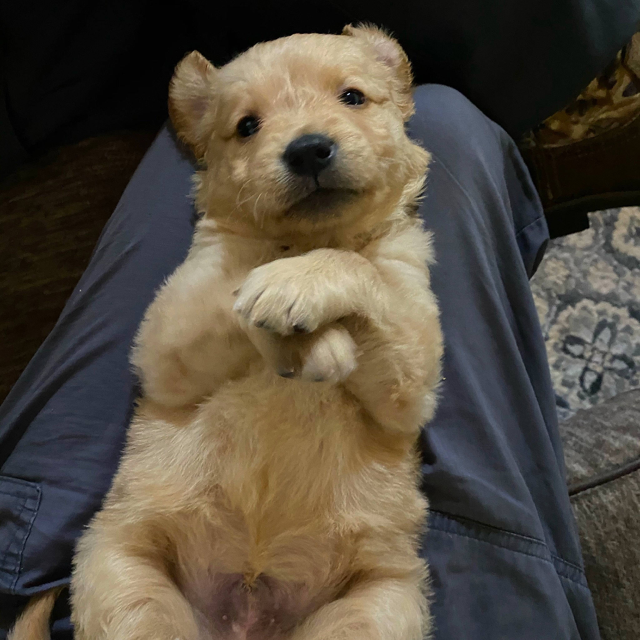 Ares is registered to the contest to win money with this photo: canidae, carnivore, claw, collar, companion_dog, dog, dog_breed, dog_supply, fawn, fur, non_sporting_group, paw, snout, sporting_group, tail, terrestrial_animal, toy, whiskers, wildlife, working_animal