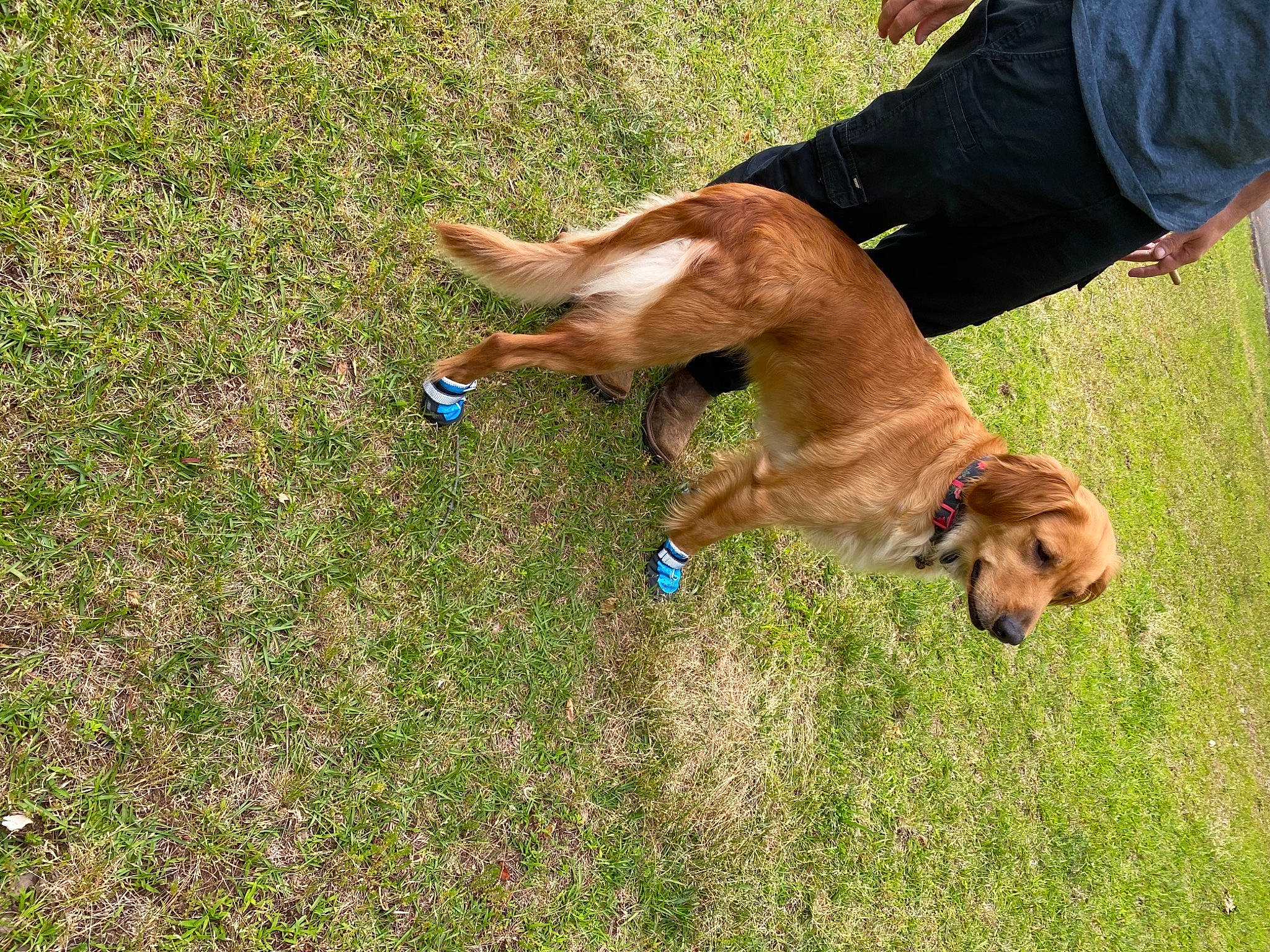 Honey joined the competition — help win amazing prizes! canidae, carnivore, collar, companion_dog, dog, dog_breed, dog_collar, dog_hiking, dog_walking, fawn, grass, grassland, lawn, leash, people_in_nature, plant, retriever, sporting_group, tail, working_animal