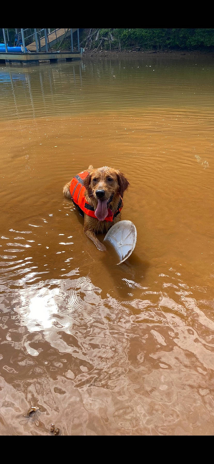 Honey joined the competition — help win amazing prizes! body_of_water, canidae, carnivore, companion_dog, dog, dog_breed, dog_collar, dog_supply, fawn, fun, gun_dog, hunting_dog, lake, recreation, reflection, sporting_group, water, water_transportation, wave, working_animal