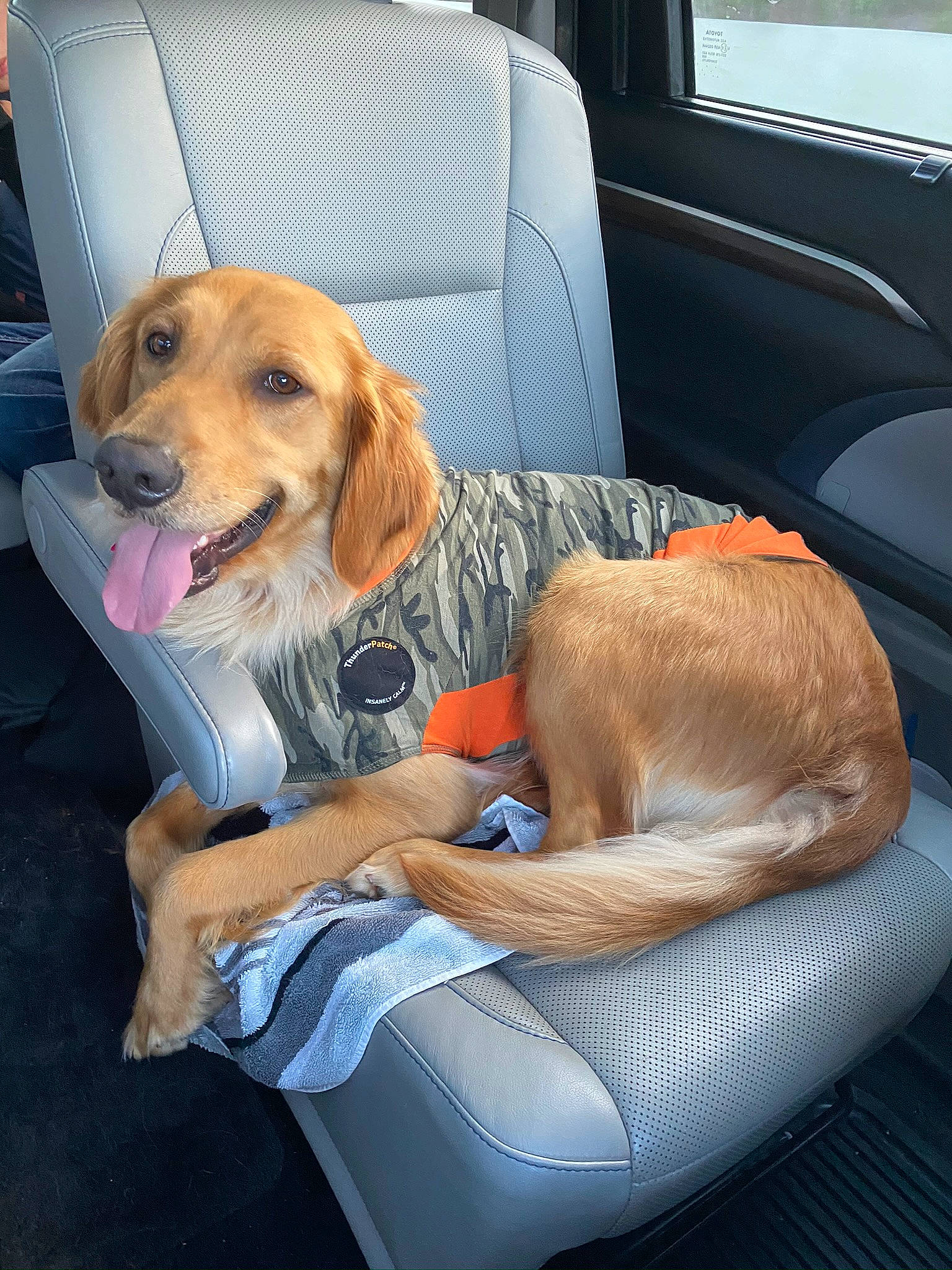 Honey joined the competition — help win amazing prizes! automotive_exterior, canidae, car, car_seat, car_seat_cover, carnivore, collar, comfort, companion_dog, dog, dog_breed, dog_supply, fawn, fur, head_restraint, lap, sitting, sporting_group, vehicle, vehicle_door