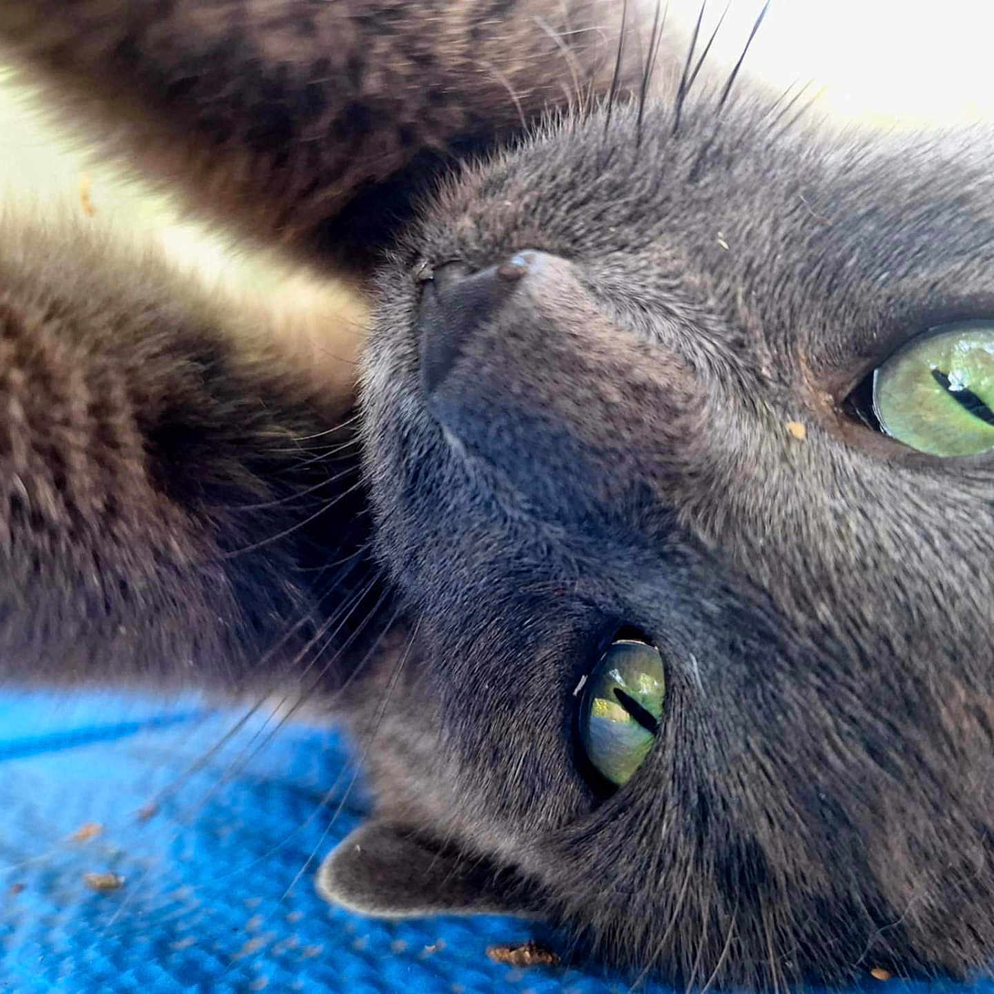 Keupon a rejoint le concours — aidez-le/la à gagner de superbes lots ! animal, blue_surface, cat, close_up, curious, cute, face, feline, fur, gray_cat, green_eyes, indoor, lying_down, macro, nose, pet, portrait, relaxed, texture, whiskers