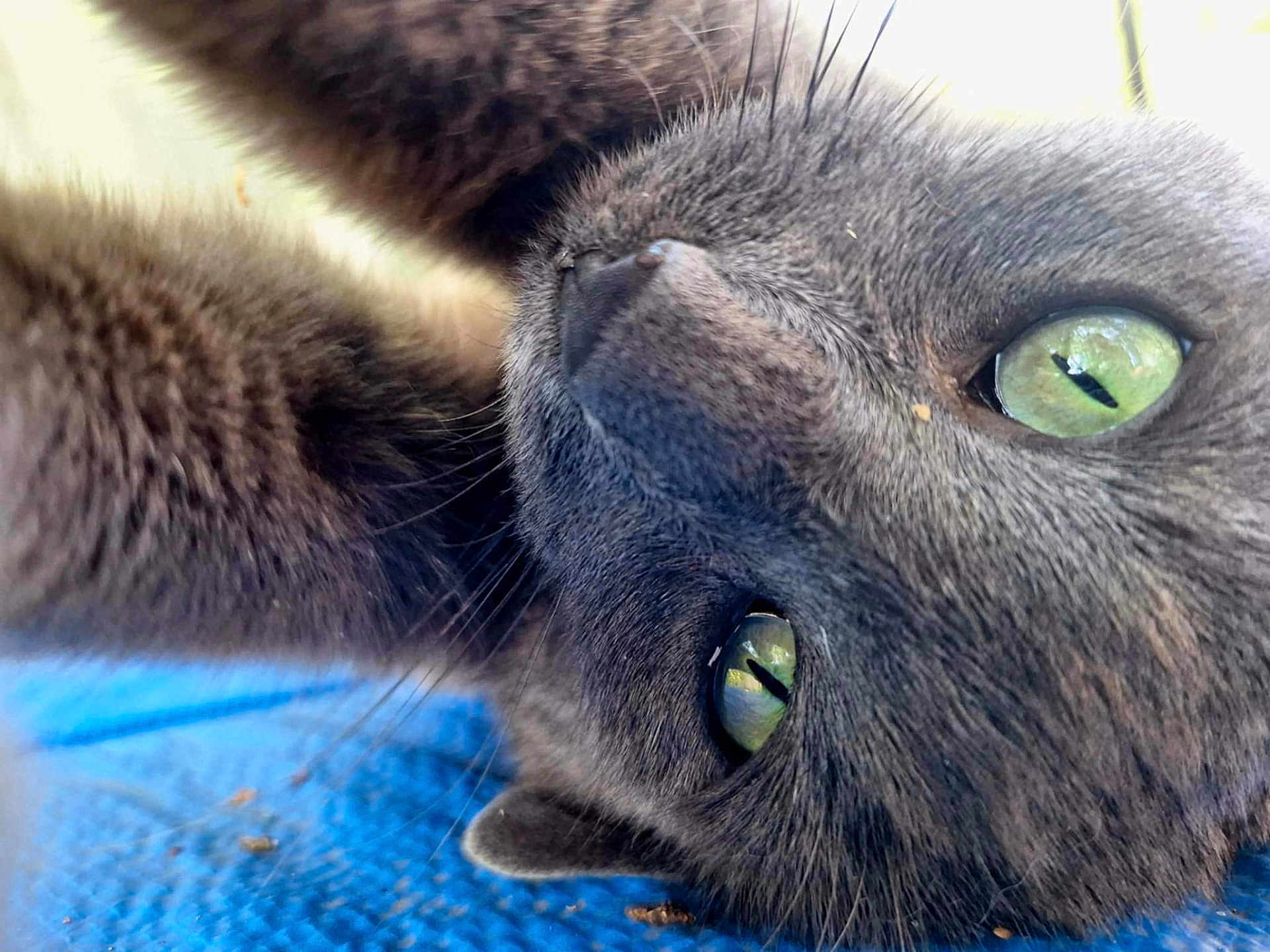 Keupon a rejoint le concours — aidez-le/la à gagner de superbes lots ! animal, blue_surface, cat, close_up, curious, cute, face, feline, fur, gray_cat, green_eyes, indoor, lying_down, macro, nose, pet, portrait, relaxed, texture, whiskers