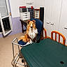 Gabin a rejoint le concours — aidez-le/la à gagner de superbes lots ! dog, shetland_sheepdog, chair, table, room, window, storage_cabinet, drawer, floor, indoor, pet, furniture, open_window, office_chair, wooden_chair, green_table, animal, fur, sitting, quiet