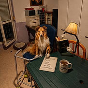 Gabin a rejoint le concours — aidez-le/la à gagner de superbes lots ! dog, shetland_sheepdog, chair, table, lamp, book, pen, mug, indoor, portrait, walker, dog_bed, window, cabinet, paper, writing, room, furniture, funny, decor