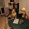 book, cabinet, chair, decor, dog, dog_bed, funny, furniture, indoor, lamp, mug, paper, pen, portrait, room, shetland_sheepdog, table, walker, window, writing