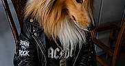 Gabin a rejoint le concours — aidez-le/la à gagner de superbes lots ! dog, leather_jacket, rockstar, acdc, sitting, wooden_chair, furry, collar, studs, pet, indoor, brown_fur, black_jacket, necklace, casual, portrait, cute, animal, fashion, accessory