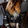 accessory, acdc, animal, black_jacket, brown_fur, casual, collar, cute, dog, fashion, furry, indoor, leather_jacket, necklace, pet, portrait, rockstar, sitting, studs, wooden_chair