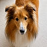 Gabin participe au concours pour gagner de l'argent avec cette photo : dog, shetland_sheepdog, pet, animal, fur, fluffy, portrait, indoor, looking_up, ears, brown, white, black, cute, canine, standing, companion, domestic, mammal, friendly