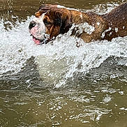 Rio a rejoint le concours — aidez-le/la à gagner de superbes lots ! dog, water, splash, animal, pet, outdoor, playful, brown, wet, canine, energetic, nature, river, swimming, movement, fur, water_splash, active, summer, fun