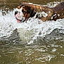 dog, water, splash, animal, pet, outdoor, playful, brown, wet, canine, energetic, nature, river, swimming, movement, fur, water_splash, active, summer, fun
