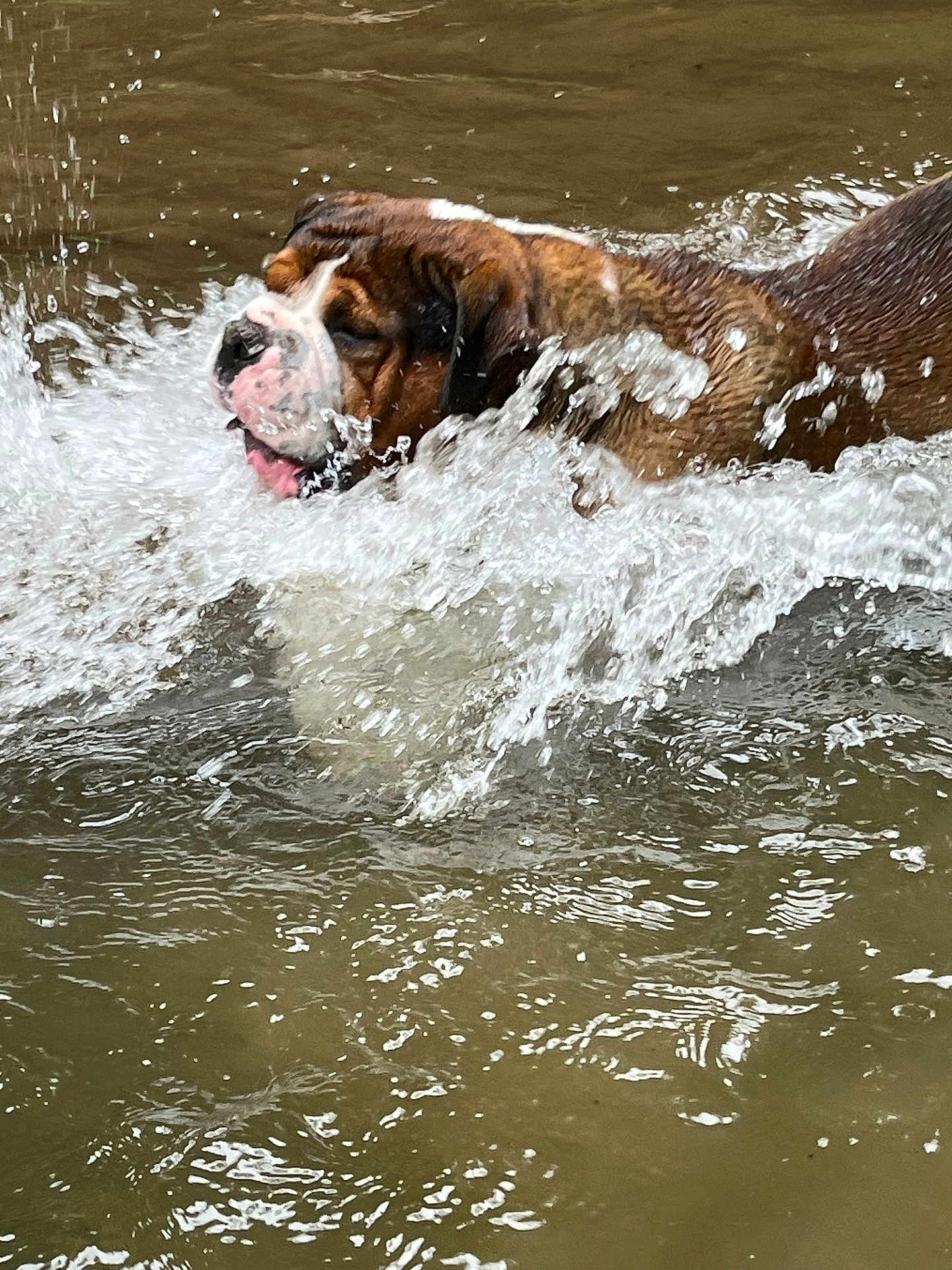 Rio a rejoint le concours — aidez-le/la à gagner de superbes lots ! dog, water, splash, animal, pet, outdoor, playful, brown, wet, canine, energetic, nature, river, swimming, movement, fur, water_splash, active, summer, fun