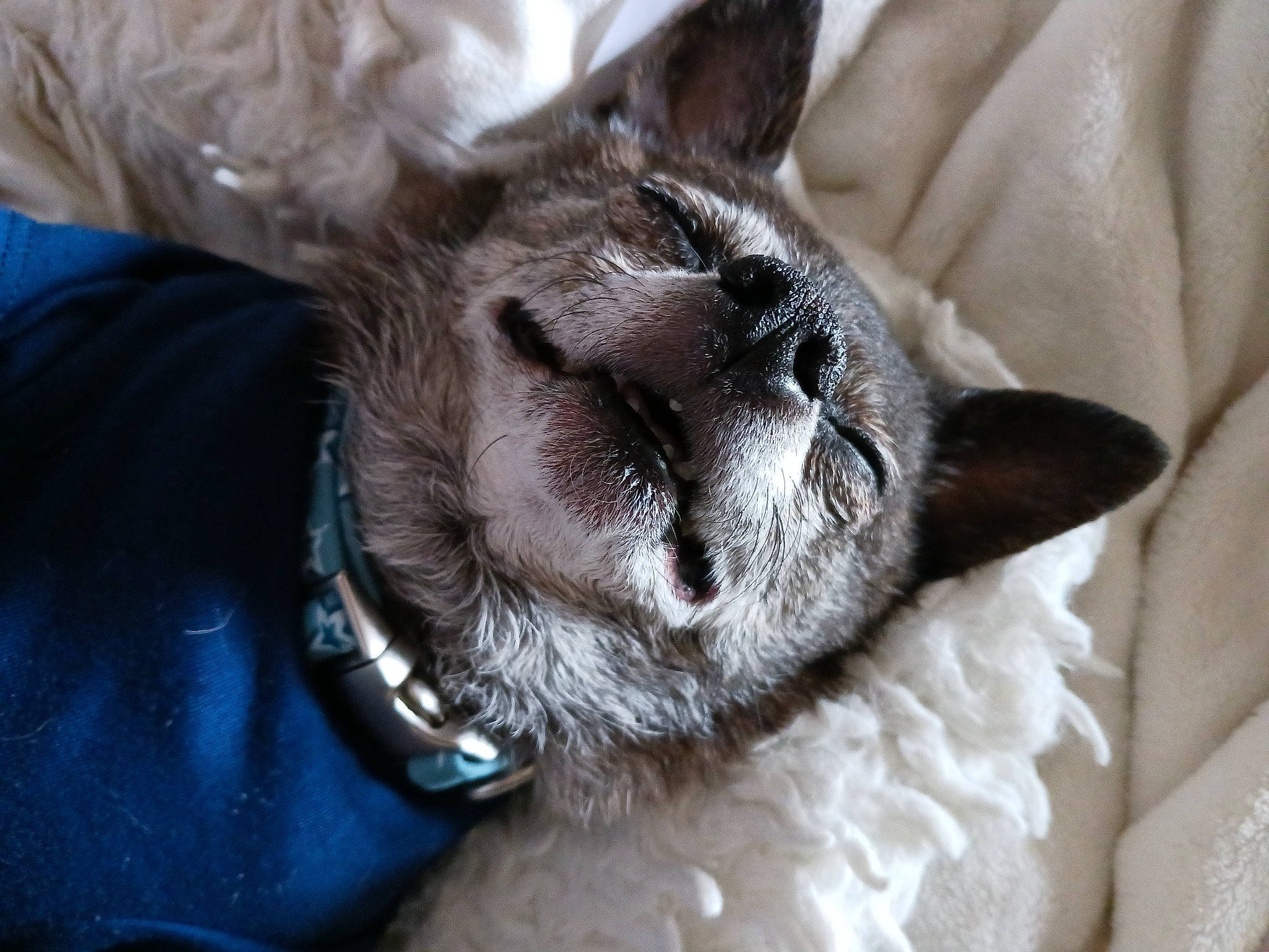 Lola Rain joined the competition — help win amazing prizes! canidae, carnivore, cat, claw, collar, comfort, companion_dog, dog, dog_breed, domestic_short_haired_cat, ear, fawn, felidae, fur, paw, small_to_medium_sized_cats, snout, sporting_group, whiskers, working_animal