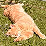 cat, orange_tabby, sleeping, grass, outdoor, sunlight, nature, relaxing, pet, feline, animal, paw, ear, whiskers, flora, greenery, summer, daylight, peaceful, resting