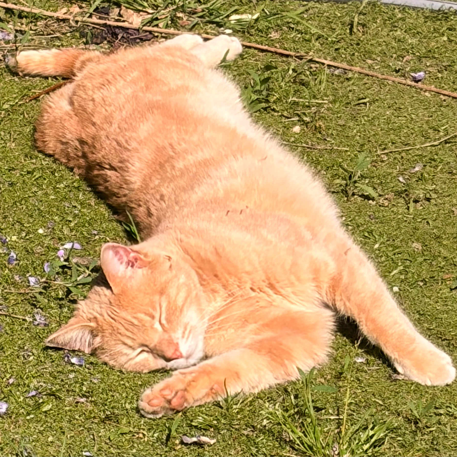 Sleepy a rejoint le concours — aidez-le/la à gagner de superbes lots ! cat, orange_tabby, sleeping, grass, outdoor, sunlight, nature, relaxing, pet, feline, animal, paw, ear, whiskers, flora, greenery, summer, daylight, peaceful, resting