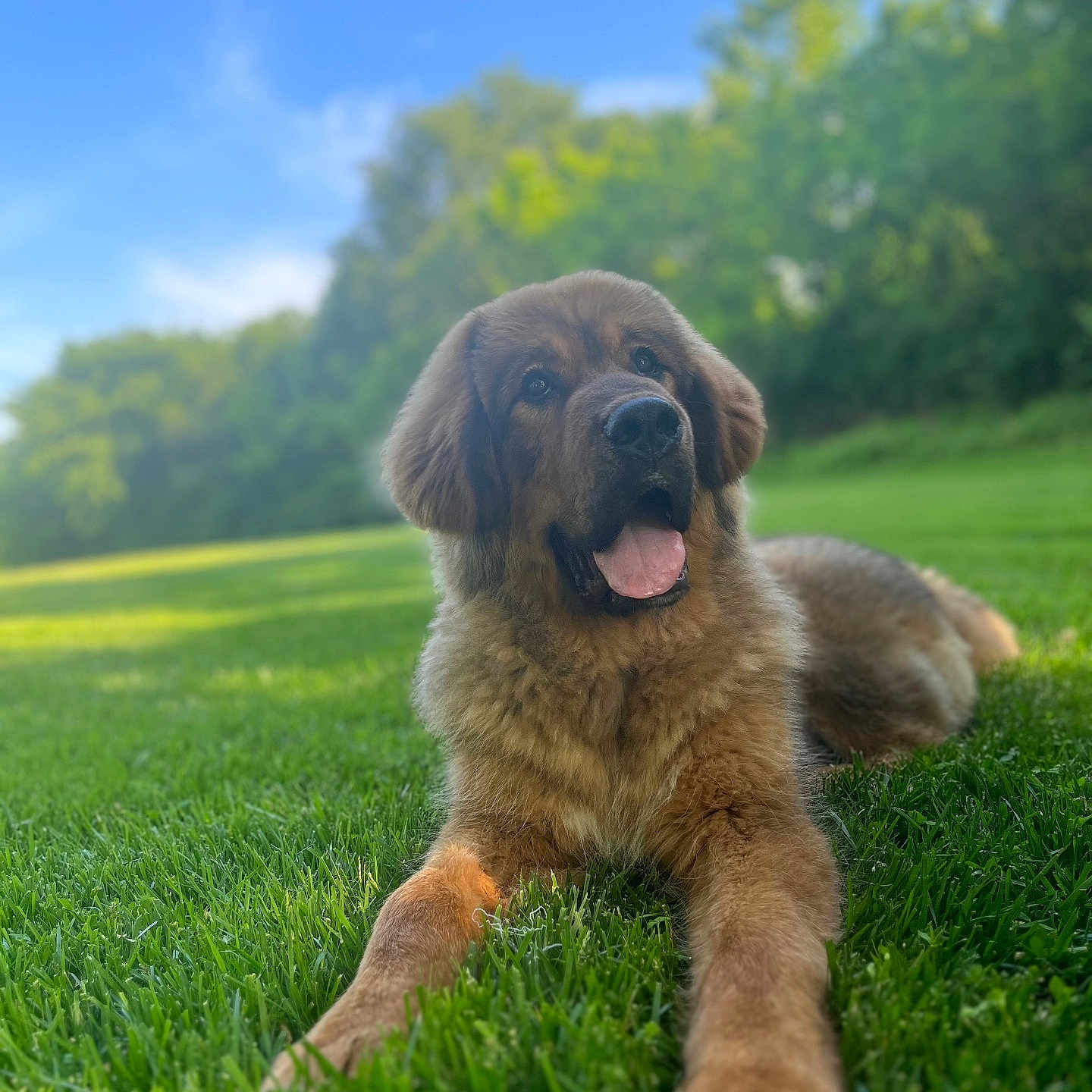 Timber