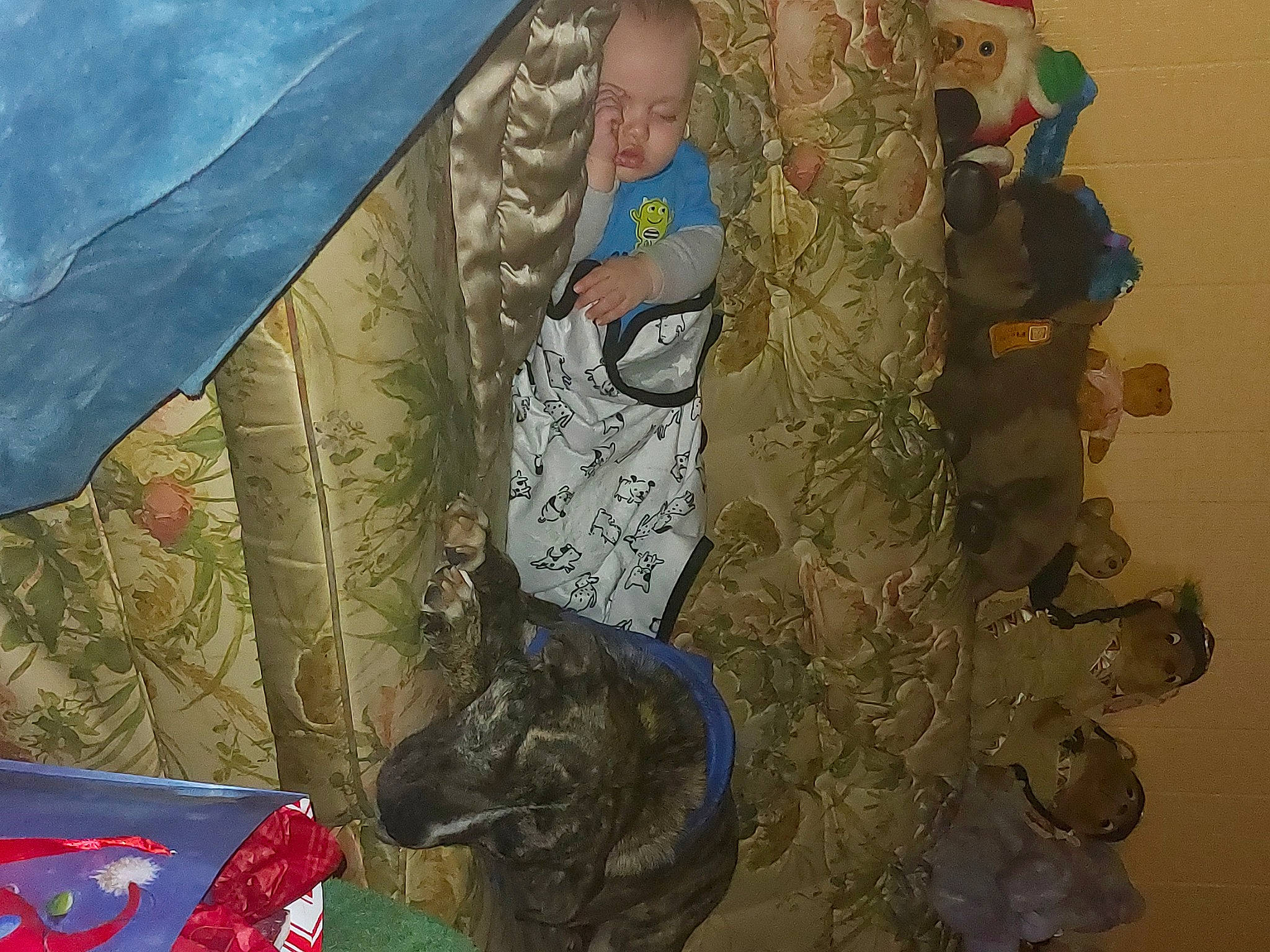 Monte is registered to the contest to win money with this photo: art, azure, canidae, ceiling, fun, fur, illustration, linens, military_camouflage, mural, painting, pattern, room, sporting_group, tent, textile, toddler, visual_arts, working_animal, world