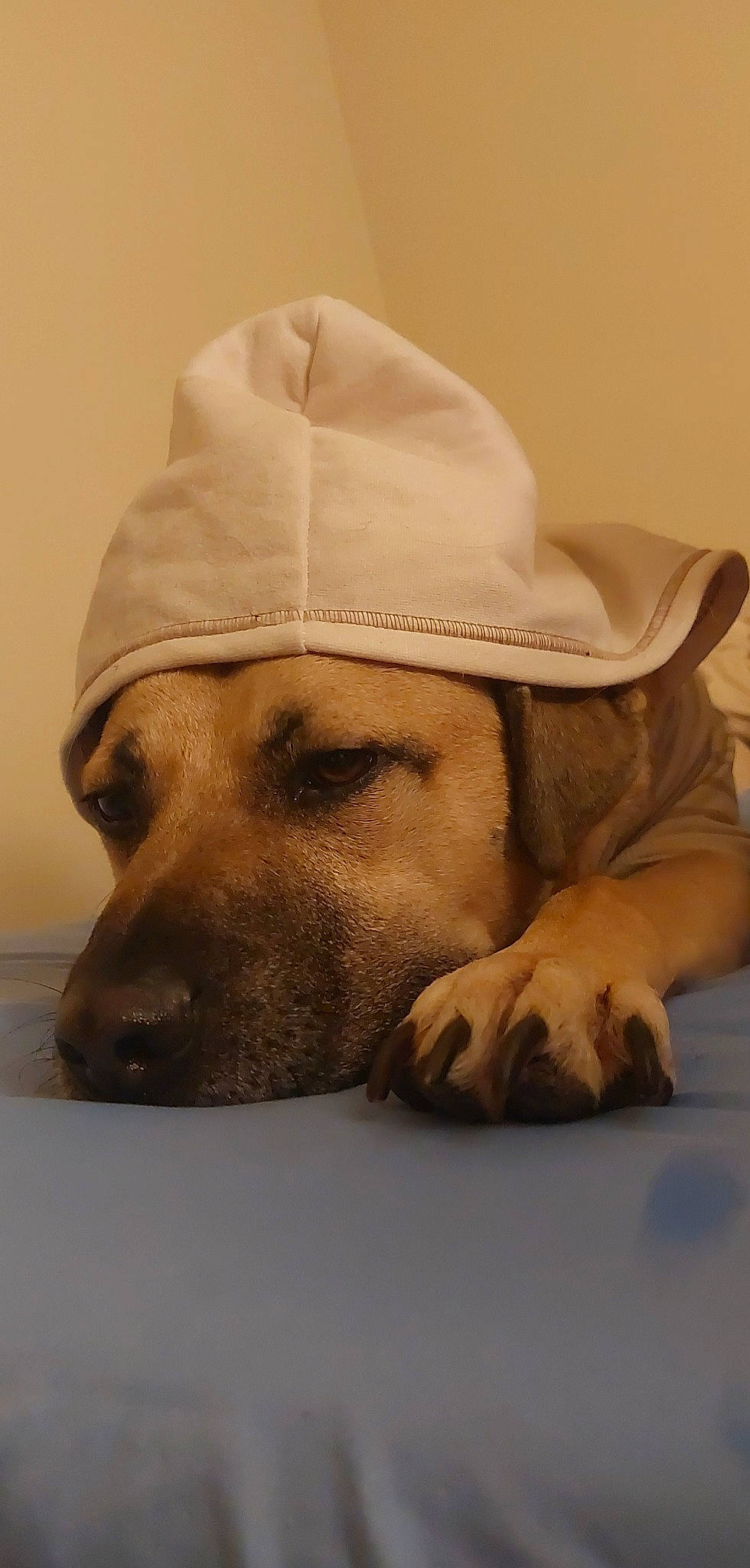 Junior joined the competition — help win amazing prizes! cap, carnivore, comfort, companion_dog, dog, dog_breed, ear, fawn, fedora, fur, hat, head, jaw, mammal, nose, snout, sun_hat, whiskers, working_animal, wrinkle