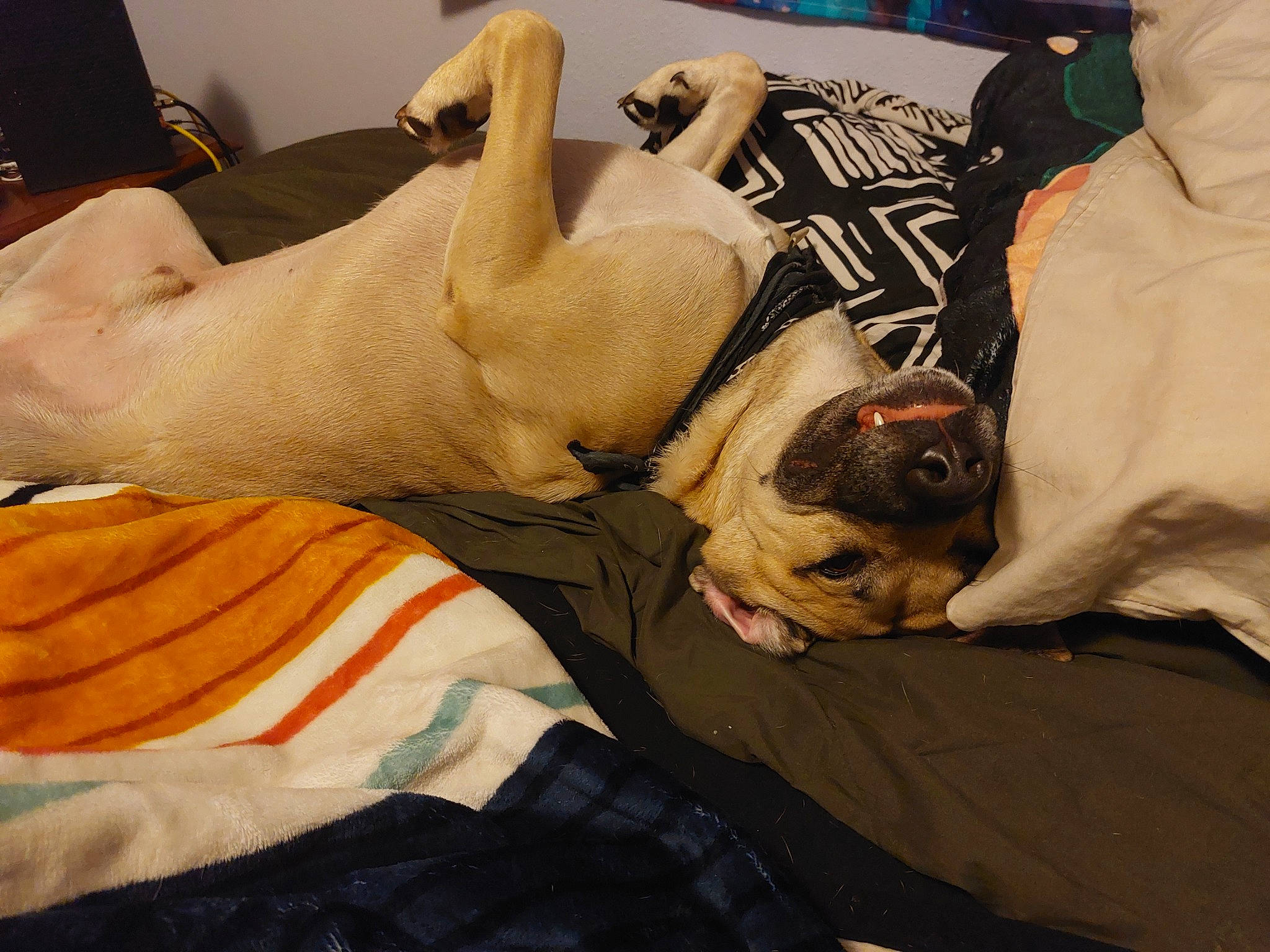 Junior is registered to the contest to win money with this photo: bulldog, canidae, carnivore, comfort, companion_dog, dog, dog_breed, dog_supply, fawn, fur, linens, nap, pug, snout, sporting_group, toy_dog, whiskers, white_english_bulldog, working_animal, wrinkle