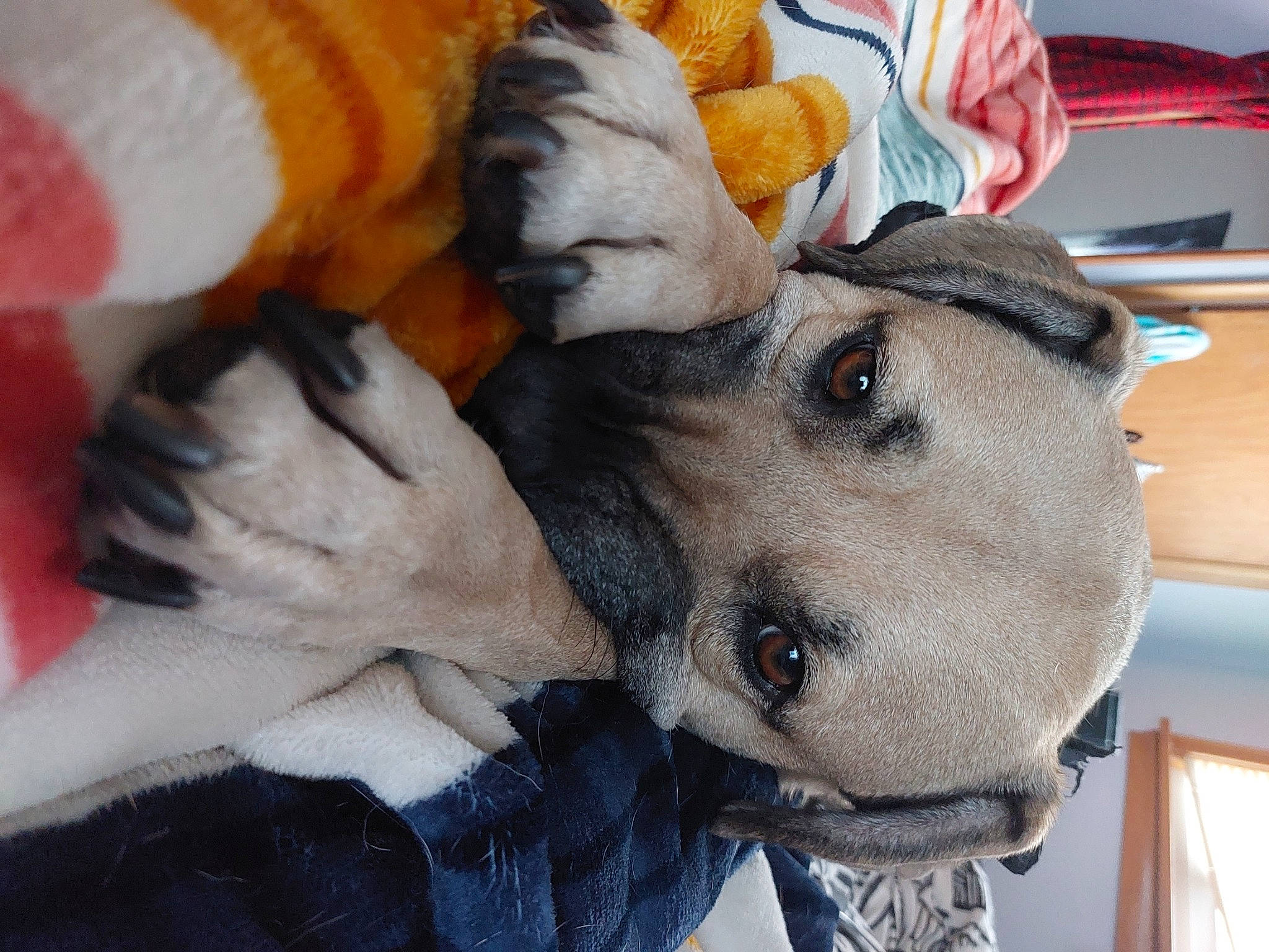 Junior joined the competition — help win amazing prizes! canidae, carnivore, collar, comfort, companion_dog, dog, dog_breed, ear, fawn, felidae, fur, guard_dog, linens, nap, paw, snout, sporting_group, stuffed_toy, whiskers, working_animal