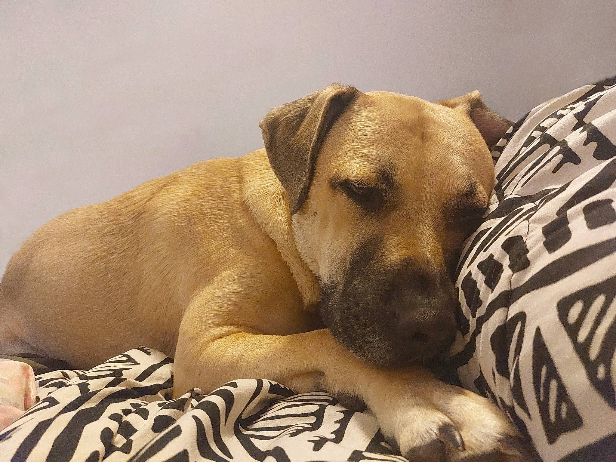 Junior is registered to the contest to win money with this photo: bored, canidae, carnivore, comfort, companion_dog, dog, dog_breed, dog_supply, fawn, fur, guard_dog, linens, paw, pet_supply, snout, sporting_group, terrestrial_animal, whiskers, working_animal