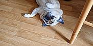 Nestor a rejoint le concours — aidez-le/la à gagner de superbes lots ! dog, pug, indoor, wooden_floor, table, legs, shoes, pet, relaxed, lying_down, cute, animal, flooring, domestic, canine, fur, small_dog, companion, household, black_shoes