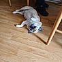 dog, pug, indoor, wooden_floor, table, legs, shoes, pet, relaxed, lying_down, cute, animal, flooring, domestic, canine, fur, small_dog, companion, household, black_shoes