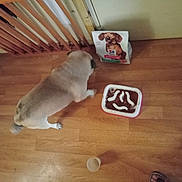 Nestor a rejoint le concours — aidez-le/la à gagner de superbes lots ! dog, pug, dog_food, food_bowl, wooden_floor, indoor, gate, door, pet, flooring, bag, animal, paw, footwear, sandals, container, feeding, pet_food, brown, white