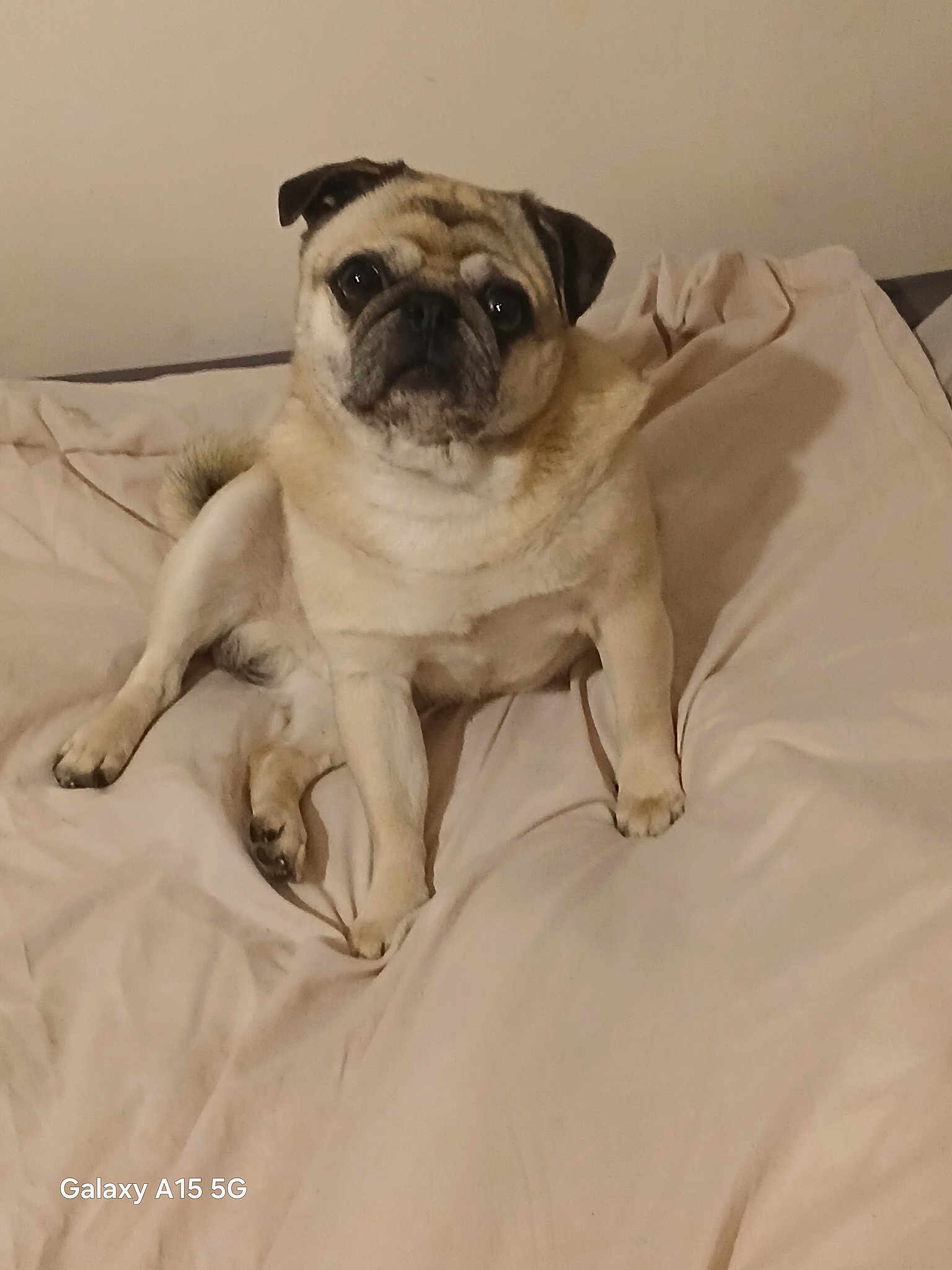 Nestor participe au concours pour gagner de l'argent avec cette photo : pug, dog, pet, bed, indoors, sitting, light_brown, fur, cute, animal, canine, looking, face, ears, tail, wrinkles, expression, blanket, comfort, home