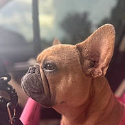 Kami joined the competition — help win amazing prizes! animal, calm, close_up, companion, cute, dog, domestic, ears, french_bulldog, fur, indoors, looking_out, mammal, pet, pink_harness, portrait, side_profile, soft_focus, sunlight, window