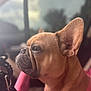 animal, calm, close_up, companion, cute, dog, domestic, ears, french_bulldog, fur, indoors, looking_out, mammal, pet, pink_harness, portrait, side_profile, soft_focus, sunlight, window