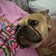 𝙆𝙖𝙢𝙞 is registered to the contest to win money with this photo: dog, close_up, pet, face, person, hand, couch, pillow, pink_shirt, colorful, indoor, cozy, fur, expression, snuggle, resting, cute, animal, companion, casual