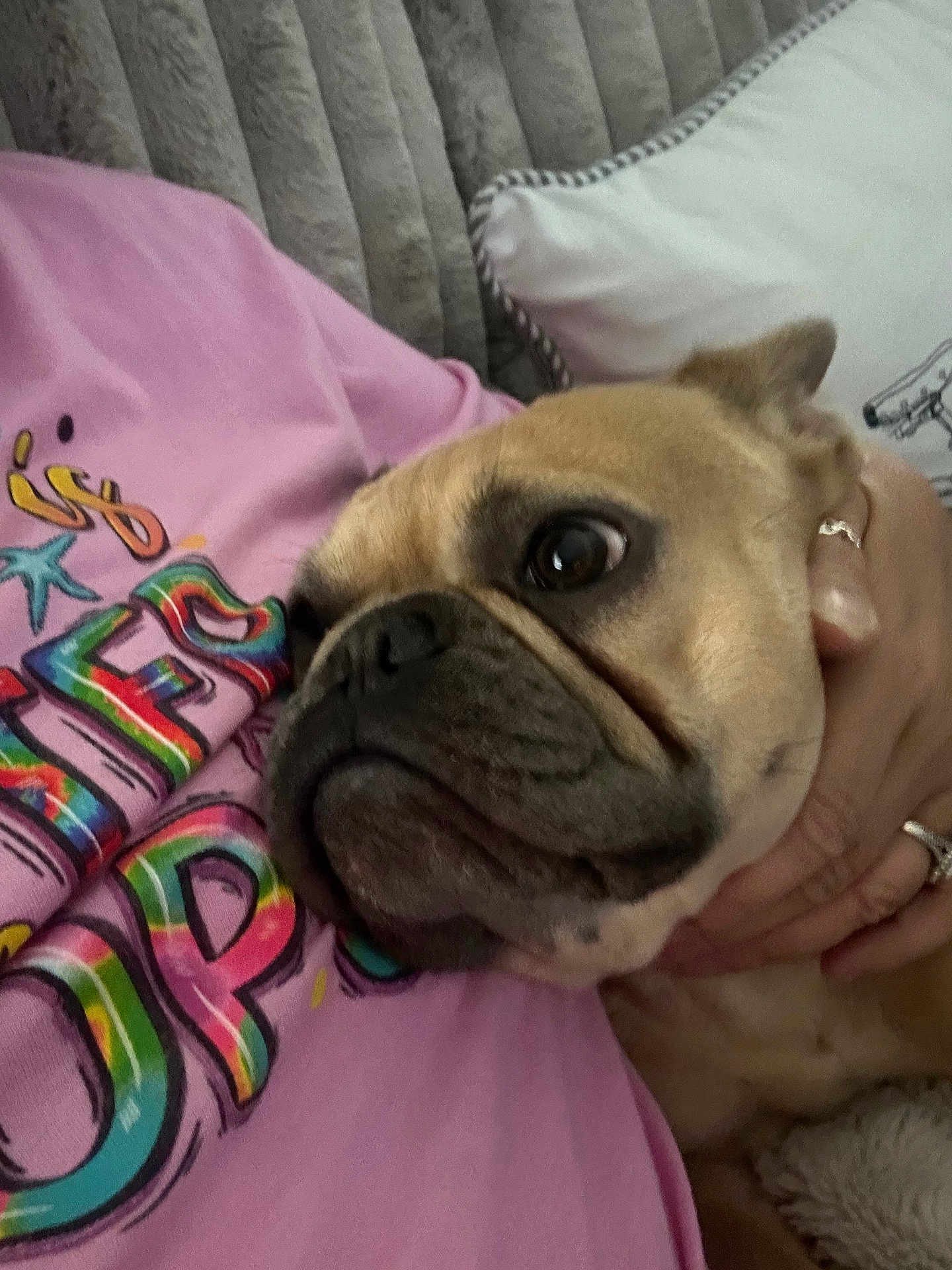 𝙆𝙖𝙢𝙞 is registered to the contest to win money with this photo: dog, close_up, pet, face, person, hand, couch, pillow, pink_shirt, colorful, indoor, cozy, fur, expression, snuggle, resting, cute, animal, companion, casual