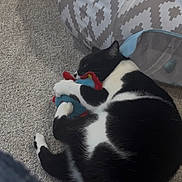 Teddy joined the competition — help win amazing prizes! animal, black_and_white, carpet, cat, comfort, cozy, cute, domestic, feline, home, indoor, pattern, pet, pet_tent, plush_toy, relaxing, resting, sleeping, soft, toy