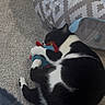 animal, black_and_white, carpet, cat, comfort, cozy, cute, domestic, feline, home, indoor, pattern, pet, pet_tent, plush_toy, relaxing, resting, sleeping, soft, toy