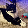 Teddy is registered to the contest to win money with this photo: animal, black_and_white, blue_light, carpet, cat, closeup, cozy, ears, feline, floor, indoor, lying_down, paws, pet, plush_toy, relaxed, soft_lighting, toy, tuxedo_cat, whiskers