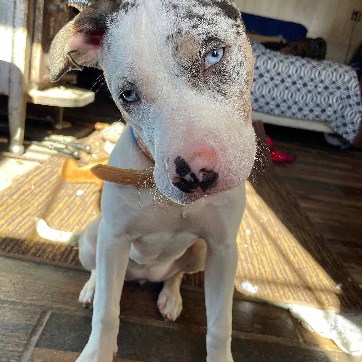 Stella is registered to the contest to win money with this photo: animal, architecture, building, bulldog, canine, couch, dog, furniture, hardwood, hound, husky, indoors, interiordesign, livingroom, pet, pitbull, plywood, puppy, room, wood