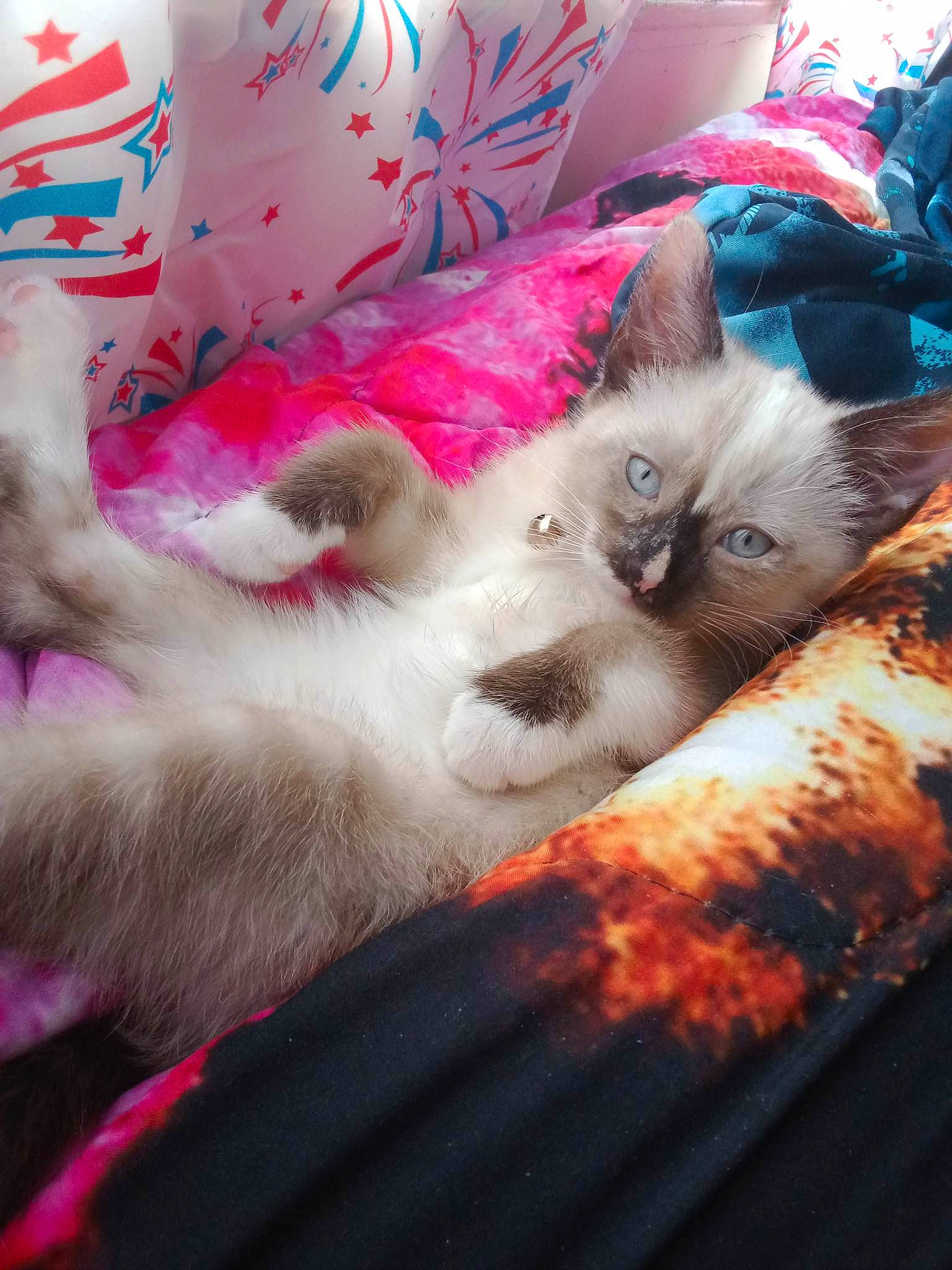 Harvey is registered to the contest to win money with this photo: bedding, canidae, carnivore, cat, comfort, companion_dog, dog_breed, domestic_short_haired_cat, fawn, felidae, fur, linens, magenta, nap, paw, siamese, small_to_medium_sized_cats, tail, textile, whiskers