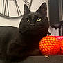 animal, background_blur, black_cat, cat, clock, close_up, curious, domestic, eyes, feline, fur, household, indoor, net_bag, orange_fruit, pet, resting, speaker, still_life, table