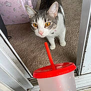 Millie joined the competition — help win amazing prizes! amber_eyes, bell, blue_nails, carpet, cat, close_up, collar, curious, doorway, feline, hand, indoor, pet, pink_sofa, plastic_cup, playful, red_straw, starbucks_logo, whiskers, white_and_gray