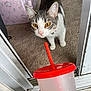 amber_eyes, bell, blue_nails, carpet, cat, close_up, collar, curious, doorway, feline, hand, indoor, pet, pink_sofa, plastic_cup, playful, red_straw, starbucks_logo, whiskers, white_and_gray