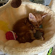 Caramel a rejoint le concours — aidez-le/la à gagner de superbes lots ! kitten, cat, sleeping, orange_cat, cat_hammock, plush_toy, fuzzy_ball, cozy, indoor, pet, cute, small_animal, resting, fur, animal_toy, soft, nap, domestic_cat, feline, hammock