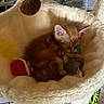kitten, cat, sleeping, orange_cat, cat_hammock, plush_toy, fuzzy_ball, cozy, indoor, pet, cute, small_animal, resting, fur, animal_toy, soft, nap, domestic_cat, feline, hammock