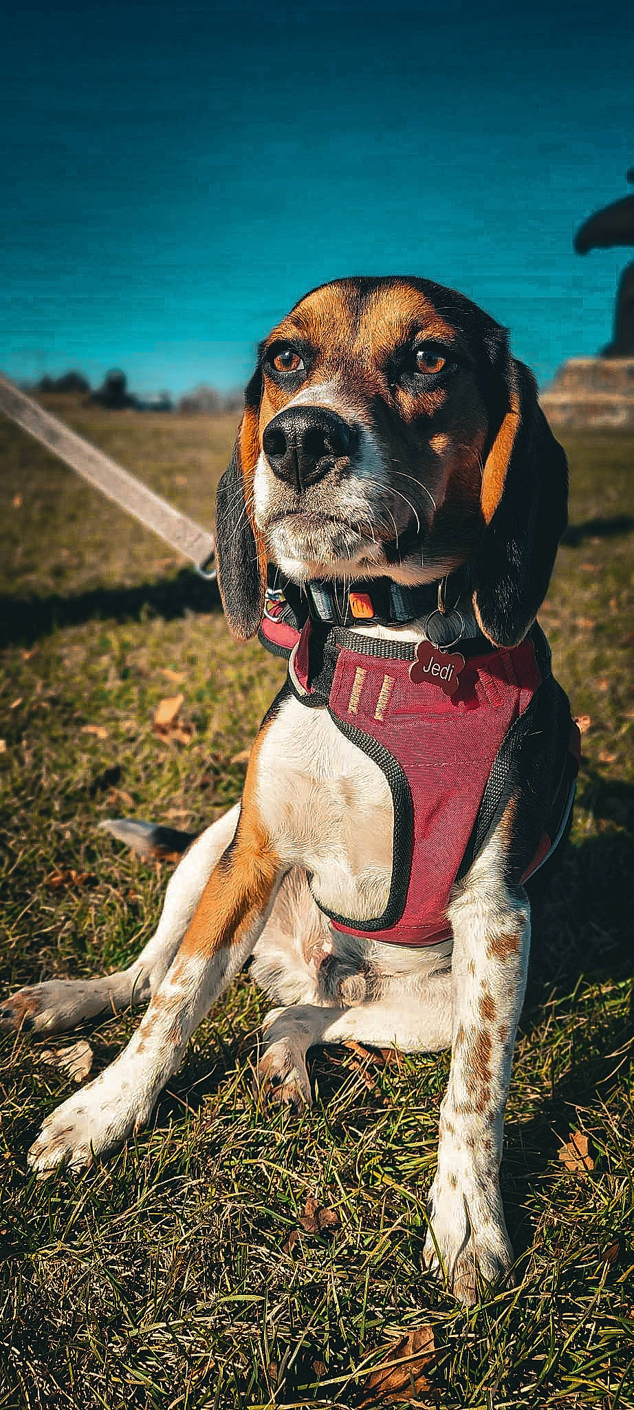 Jedi joined the competition — help win amazing prizes! canidae, carnivore, collar, companion_dog, dog, dog_breed, dog_collar, dog_supply, fawn, grass, gun_dog, hound, leash, liver, personal_protective_equipment, pet_supply, snout, sporting_group, whiskers, working_animal