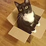 cat, tuxedo_cat, cardboard_box, wooden_floor, pet, indoor, curious, whiskers, black_and_white, feline, cute, animal, domestic, sitting, looking_up, paws, box, flooring, playful, housepet
