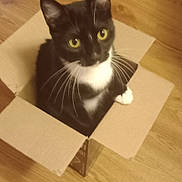 Miracle Sassy joined the competition — help win amazing prizes! cat, tuxedo_cat, cardboard_box, indoor, wooden_floor, pet, feline, curious, whiskers, yellow_eyes, black_and_white, sitting, looking_up, small_box, domestic_animal, cute, animal, household, playful, cozy