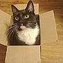 Miracle Sassy joined the competition — help win amazing prizes! cat, tuxedo_cat, cardboard_box, yellow_eyes, whiskers, wooden_floor, indoor, pet, animal, feline, curious, sitting, black_and_white, close_up, domestic_cat, looking_up, cute, box, house_pet, portrait