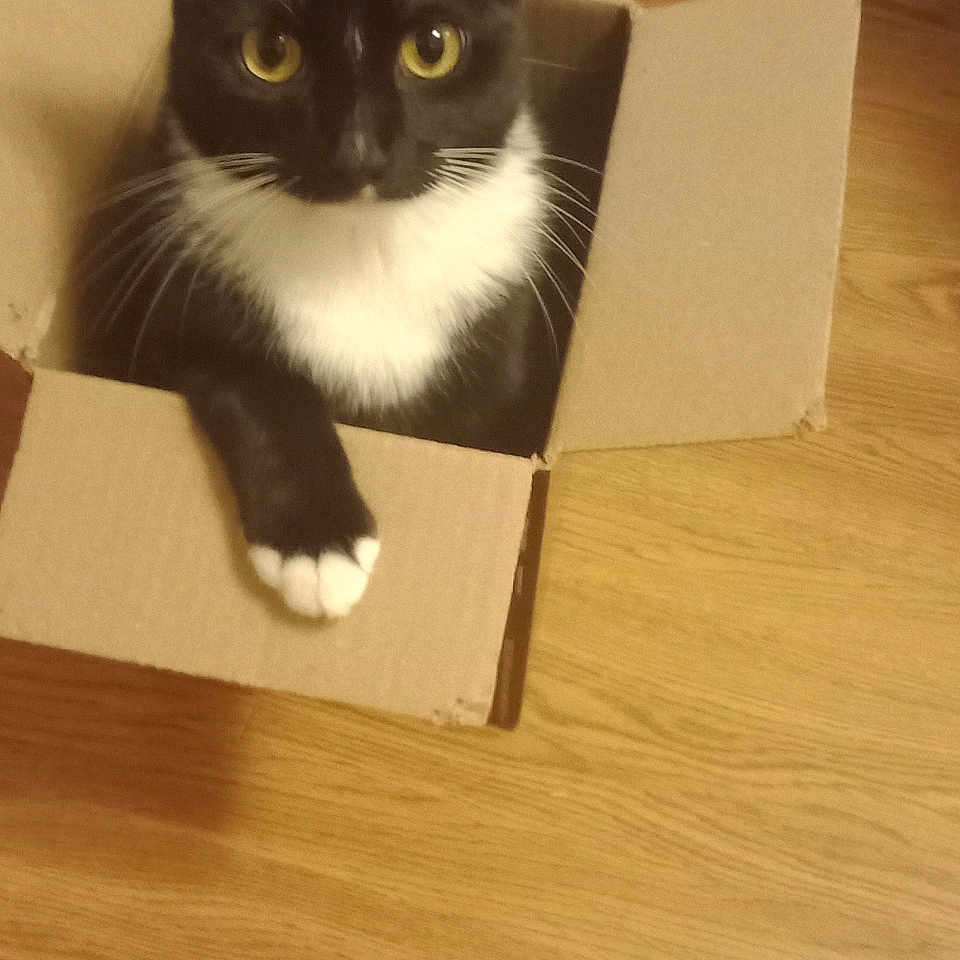 Miracle Sassy is registered to the contest to win money with this photo: animal, black_and_white, box, cardboard_box, cat, curious, cute, domestic, feline, fur, indoor, looking_up, paws, pet, playful, sitting, small, whiskers, wooden_floor, yellow_eyes
