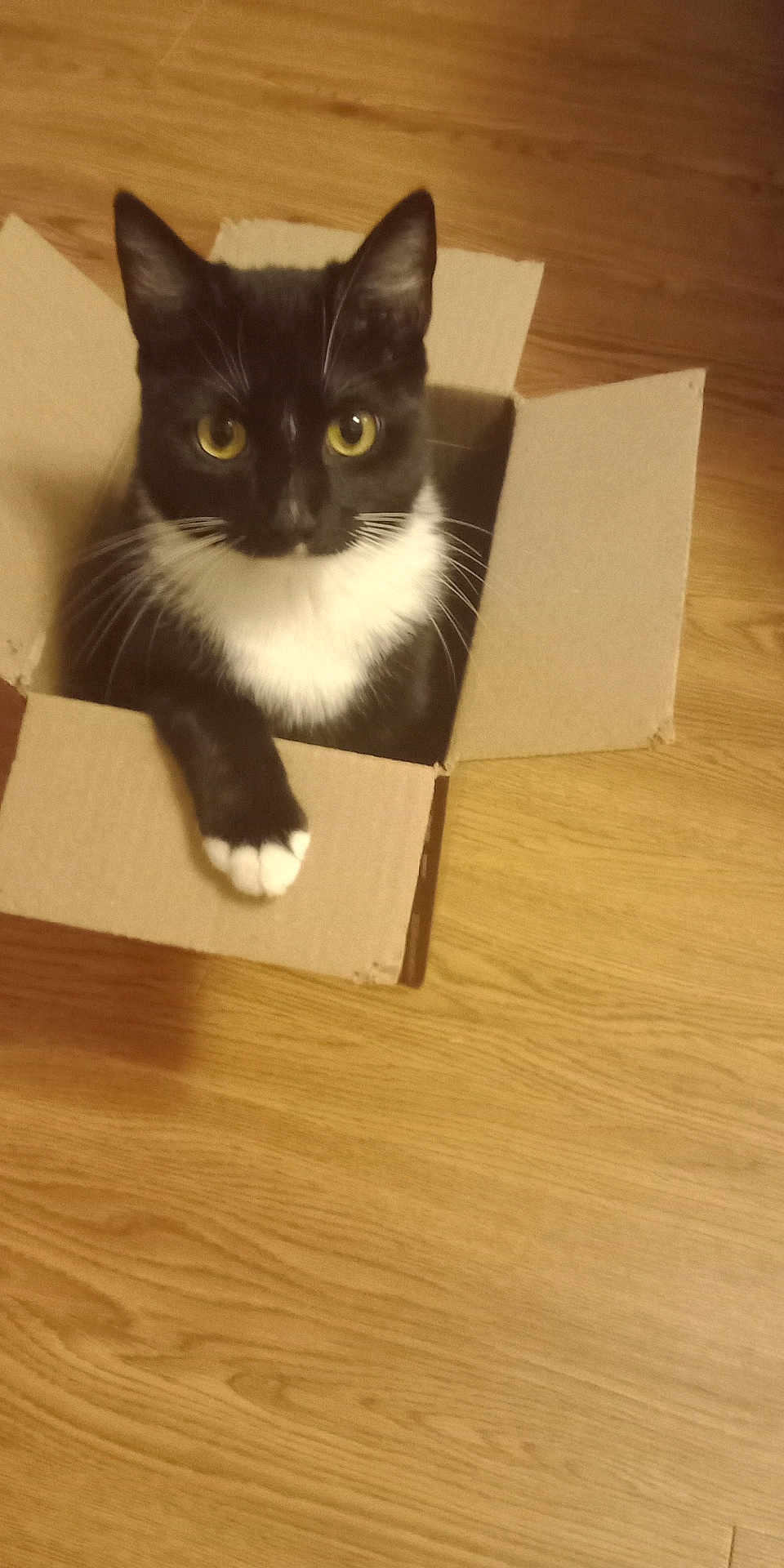 Miracle Sassy is registered to the contest to win money with this photo: cat, black_and_white, cardboard_box, wooden_floor, pet, animal, curious, indoor, whiskers, paws, feline, box, sitting, looking_up, playful, domestic, cute, small, fur, yellow_eyes