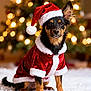 dog, christmas_hat, christmas_costume, holiday, festive, christmas_tree, lights, indoor, pet, cute, black_and_tan, sitting, fur, portrait, celebration, winter, seasonal, decorations, animal, holiday_spirit